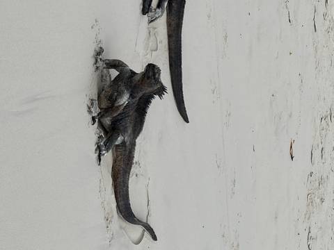       Two iguanas on a sandy beach.
  