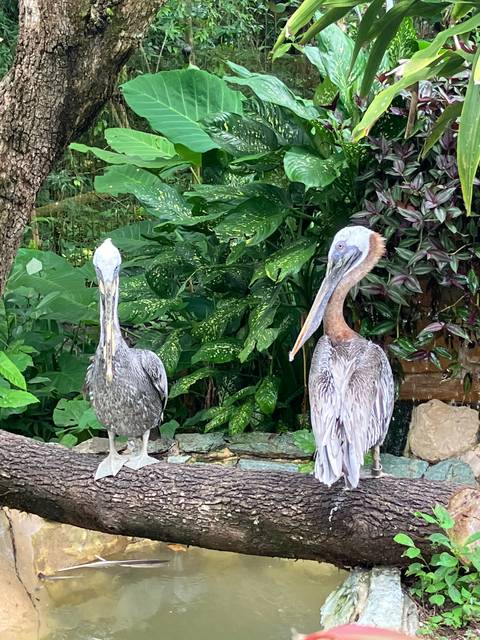       Two pelicans perched on a branch surrounded by greenery.
  