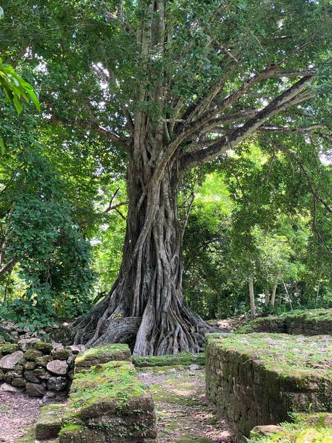      A large twisted tree trunk with a canopy of leaves.
  