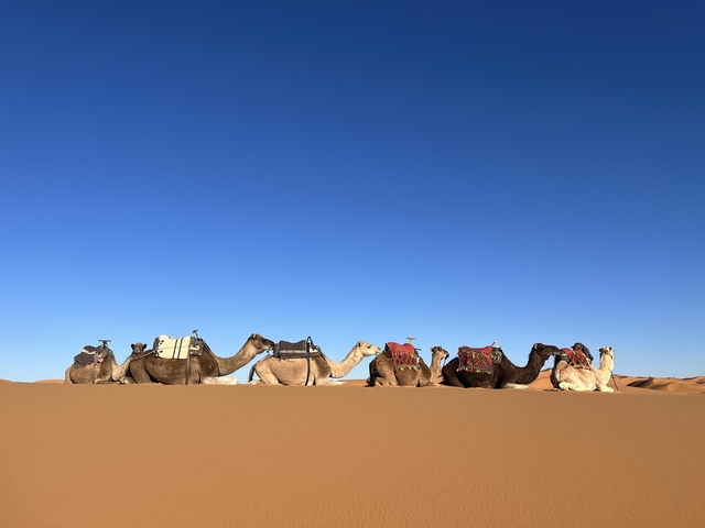       Camels resting on sand dunes under a clear blue sky.
  