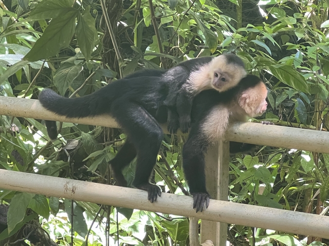 Mother and baby monkey sitting on a metal railing.