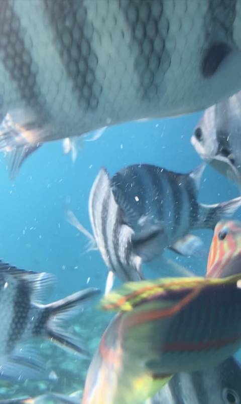       Underwater view of fish, slightly out of focus.
  