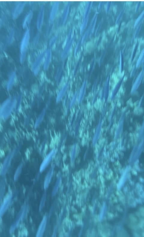       Blurry underwater view of fish and coral.
  