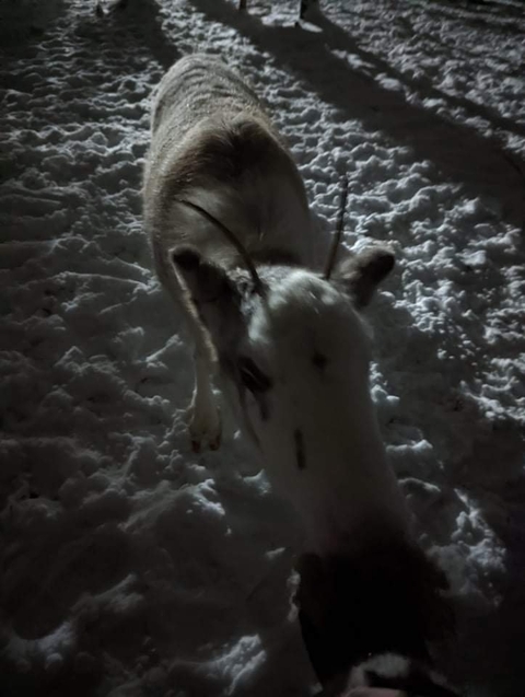 Klantbeoordelingsfoto van Lapland - in de stad van de kerstman op de poolcirkel - 7 dagen 