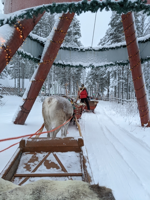 Reindeer pulling a sled with a person on a snowy path under a decorated archway.
