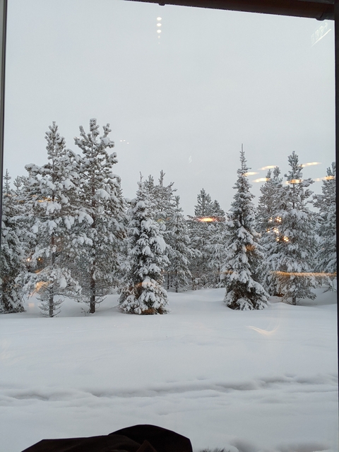 Snow-covered pine trees viewed from a window with reflections of lights.