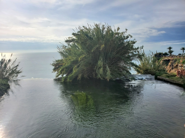       Large bush by a waterfront with calm water and greenery.
  