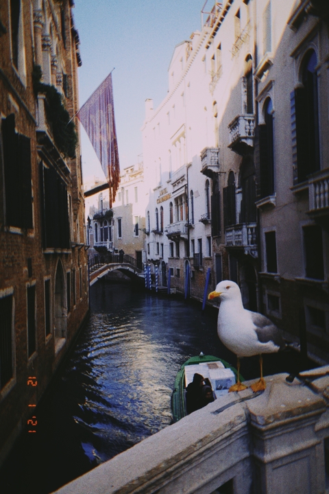       Venetian canal with a seagull.
  