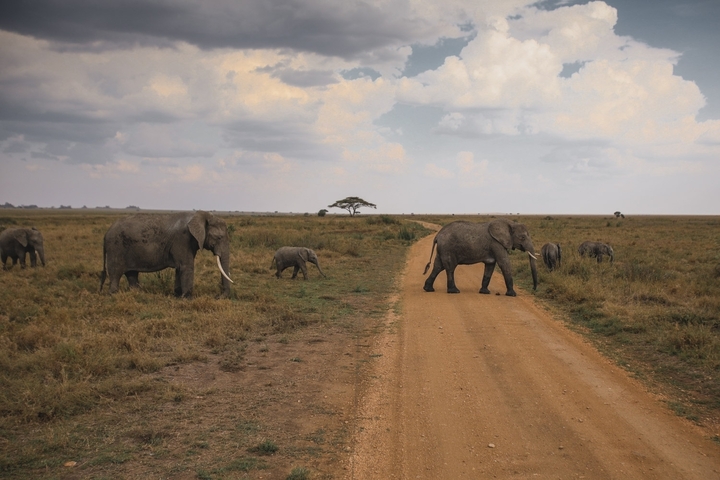       Elephants crossing a dirt road in the savanna.
  