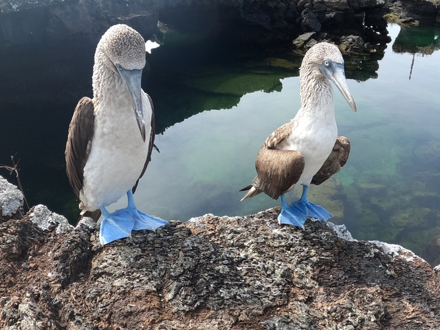 Two blue-footed boobies standing on a rock.