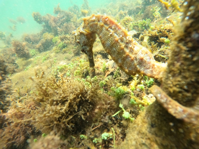 Close-up of a seahorse among underwater vegetation.