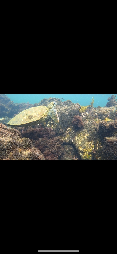 Sea turtle swimming underwater.