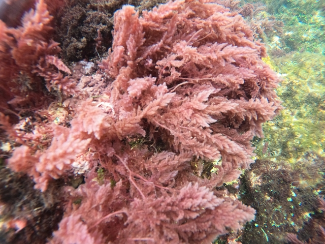 Underwater coral and marine vegetation.
