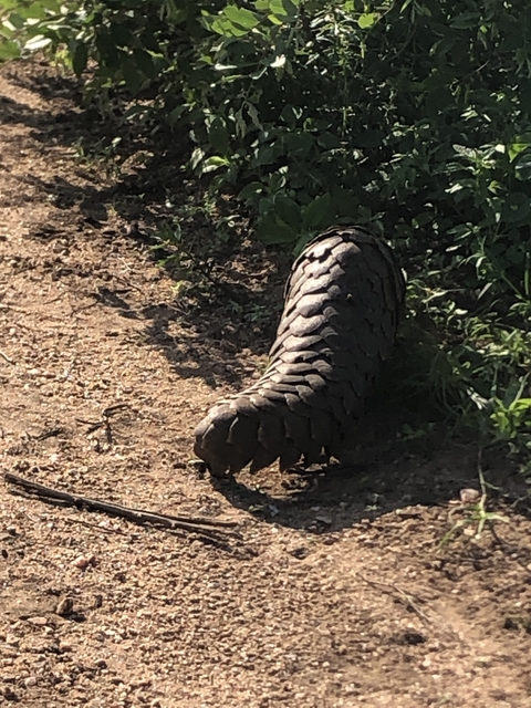       Close-up of a pangolin tail on a dirt path.
  
