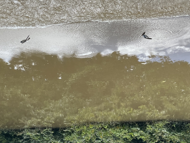       Reflection of trees and birds in rippling water.
  