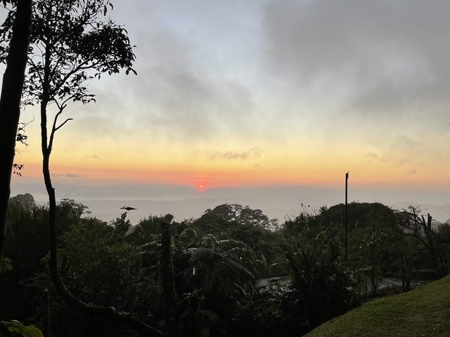       Sunrise over the forest with a bird flying.
  