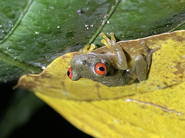       Close-up of a frog with red eyes on a leaf.
  