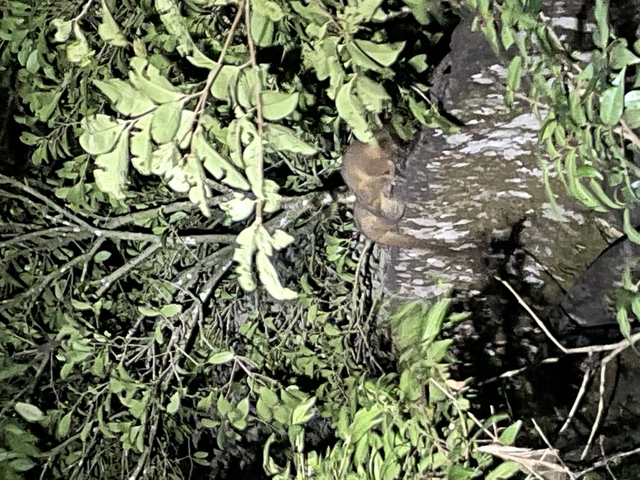       Tree branches and leaves with a small animal visible.
  
