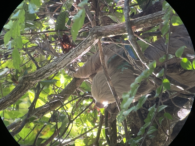       Sloth in a tree surrounded by leaves.
  