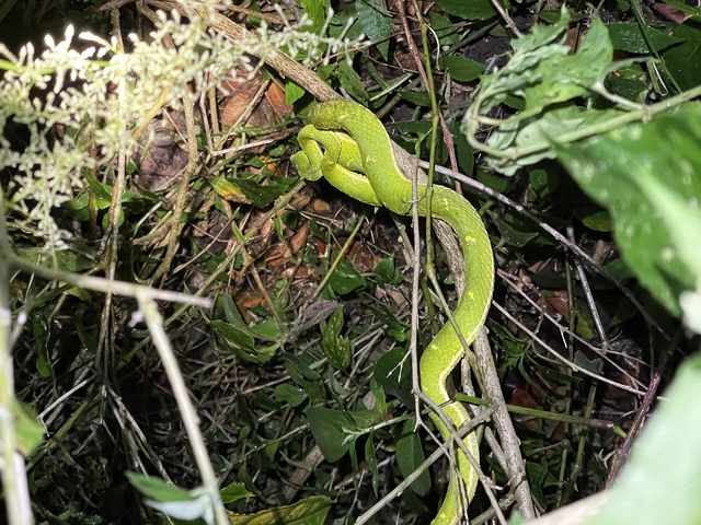       Green snake wrapped around tree branches in dense foliage.
  