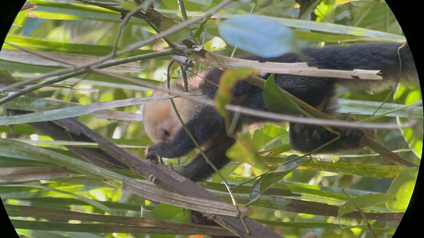      Monkey seen through foliage.
  