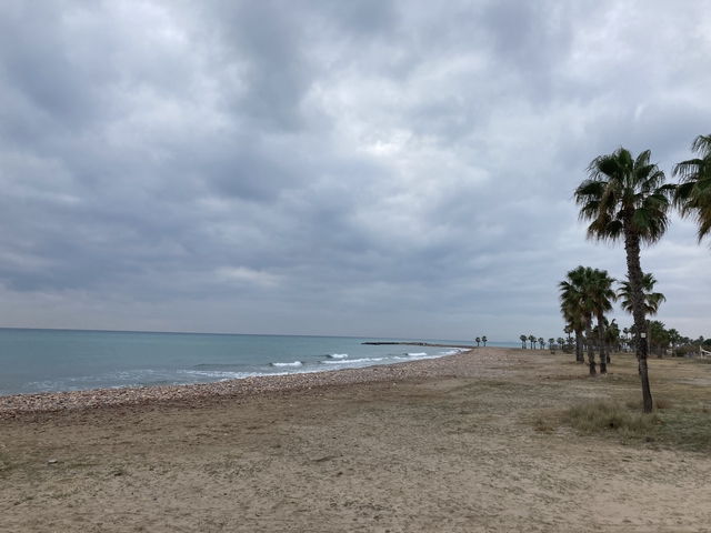 Cloudy day at a beach with palm trees.