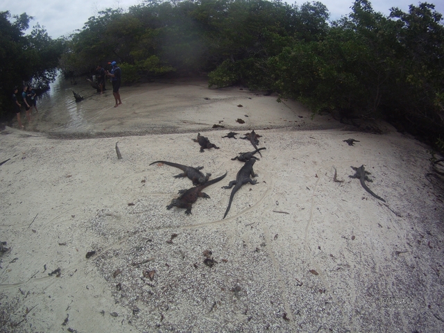 Beach with marine iguanas and people walking nearby.