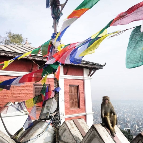       Colorful prayer flags hanging near a building, with a monkey on a ledge.
  