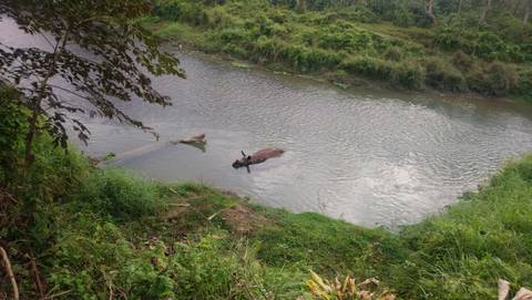       Rhino partially submerged in a river surrounded by lush greenery.
  