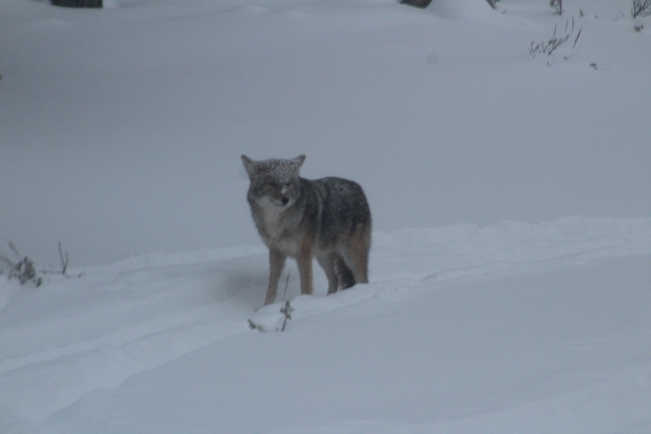       Wolf standing in a snowy landscape.
  