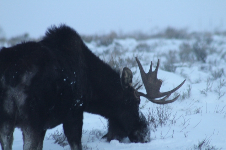       Moose grazing in a snowy field.
  