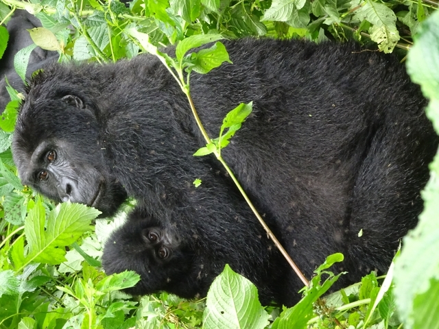 Close-up of a gorilla in a green forest.