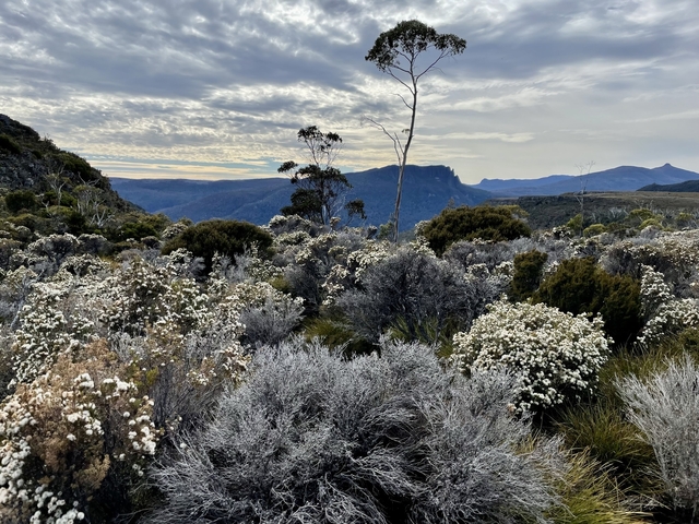 Scenic view of flowering landscape with mountains in background.