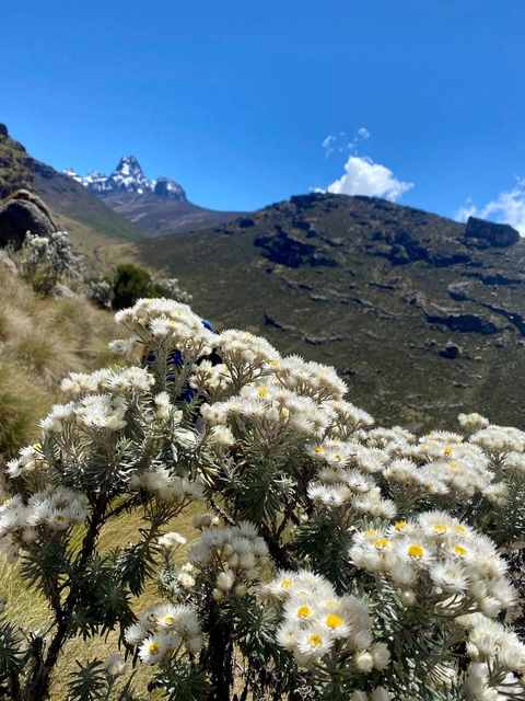       White wildflowers in full bloom set against a rugged landscape.
  