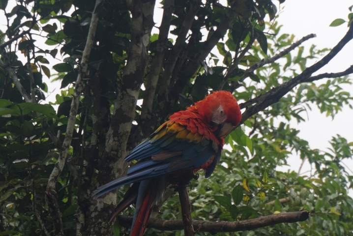Colorful parrot perched on a tree branch.