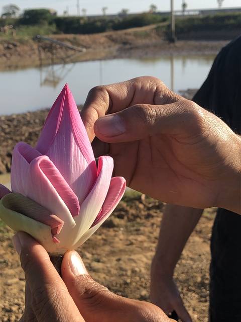       Close-up of hands holding a lotus flower.
  
