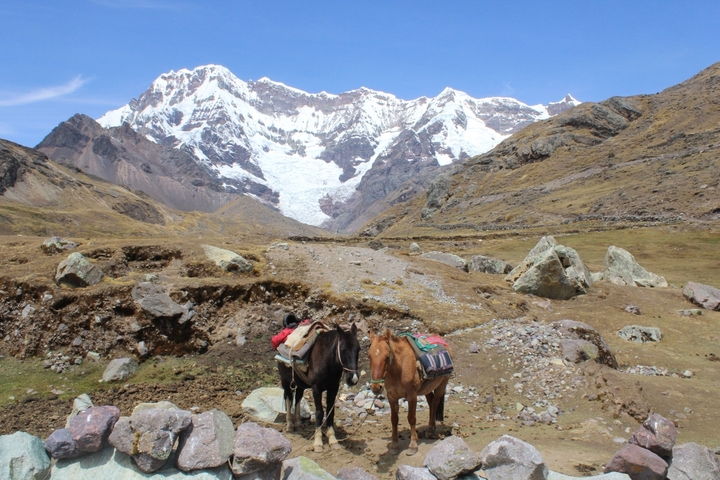 Two horses standing in front of a mountain landscape.