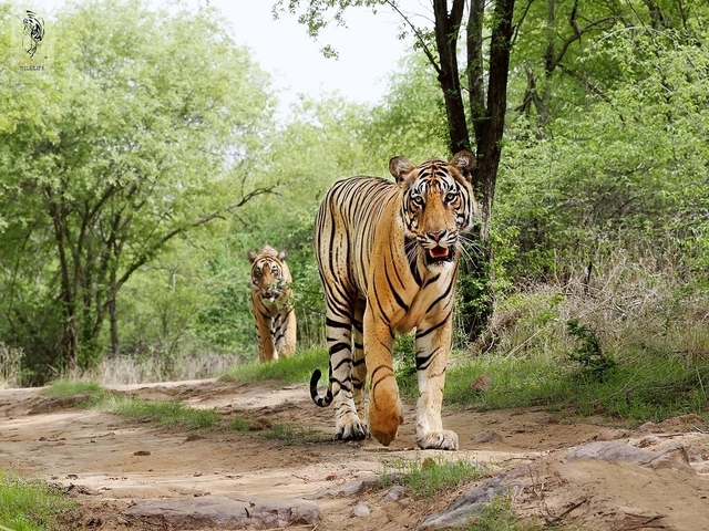 A Bengal tiger walking along a path in a forest.