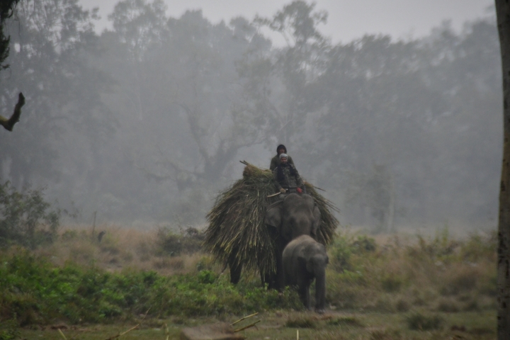 Elephant carrying vegetation in a foggy forest environment.