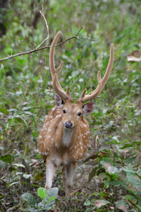 A deer with antlers in grassland.