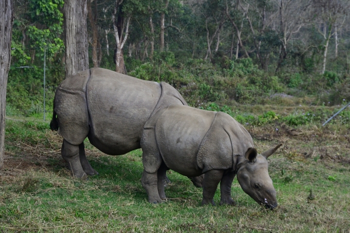 Two rhinos grazing in a nature reserve.