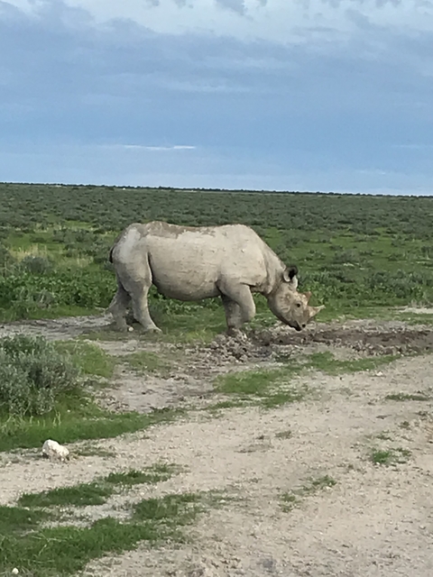       A rhinoceros walking in a grassy landscape.
  