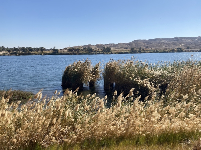       Reeds and bushes along the Nile River with hills in the background.
  