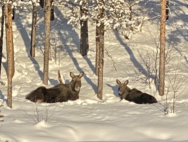       Two moose lying in the snowy forest.
  