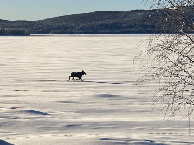       Lone moose in a snowy field.
  