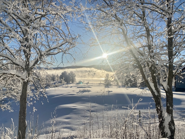 Winter landscape with trees covered in snow and mist.