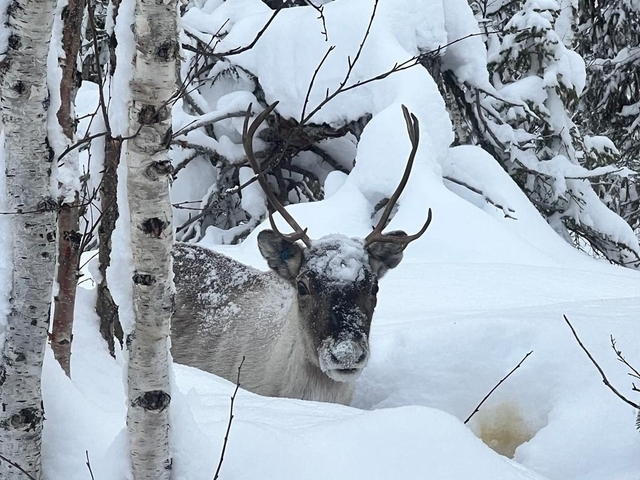       Reindeer in the snow-covered forest.
  
