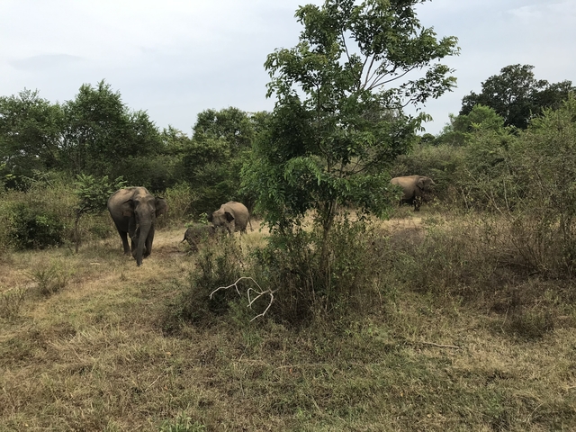 Elephants walking in a natural habitat.