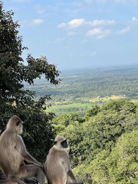       Scenic view of a valley with lush greenery.
  
