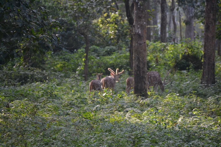 Herd of deer in a forest area.